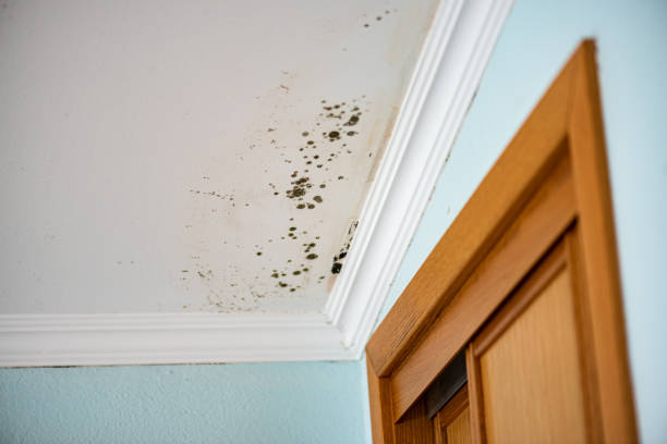 Best DIY Mold Remediation Support Services in Ironton, MO