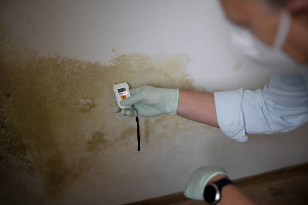 Best Mold Testing and Inspection Services in Ironton, MO