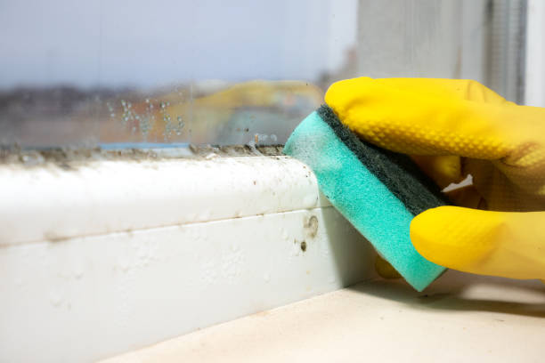 Best Commercial Mold Remediation in Ironton, MO