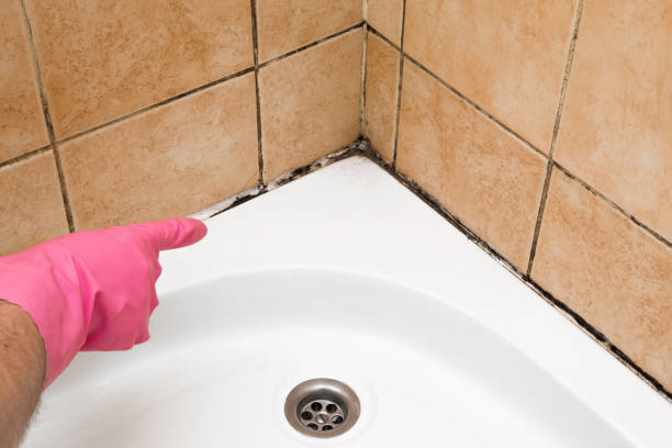 Best Bathroom Mold Remediation in Ironton, MO